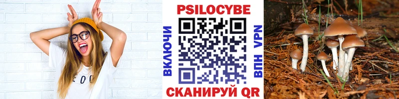 Галлюциногенные грибы Psilocybe  Купить закладки  Магадан 